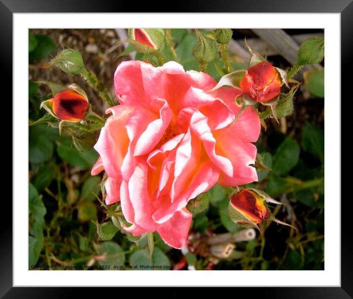 Pink Rose and buds Framed Mounted Print by Stephanie Moore