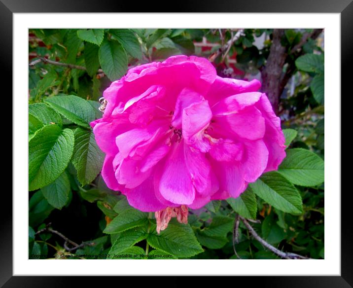 Pink Rose Framed Mounted Print by Stephanie Moore