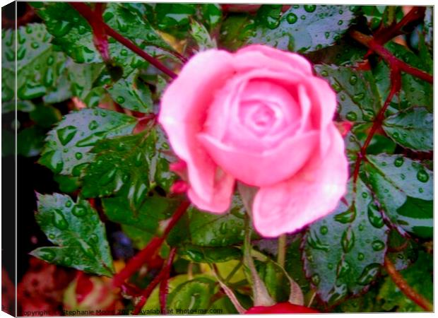 Pink Rose in the rain Canvas Print by Stephanie Moore