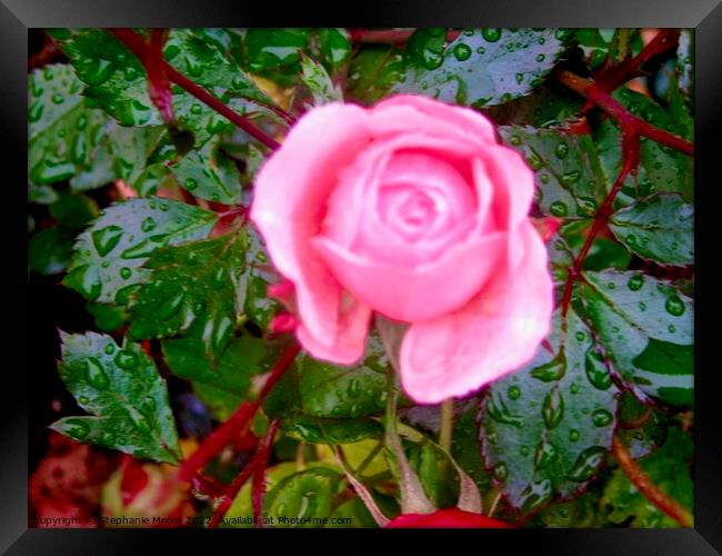 Pink Rose in the rain Framed Print by Stephanie Moore