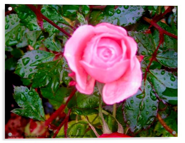 Pink Rose in the rain Acrylic by Stephanie Moore