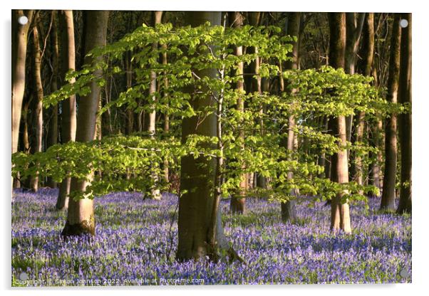 bluebell woodland Acrylic by Simon Johnson
