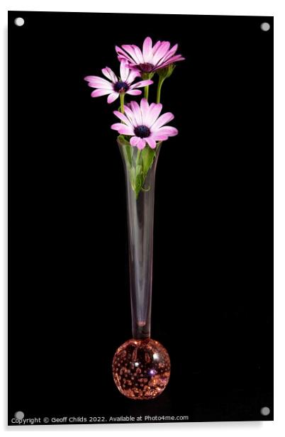 Pink and white African Daisy flower in a vase isol Acrylic by Geoff Childs