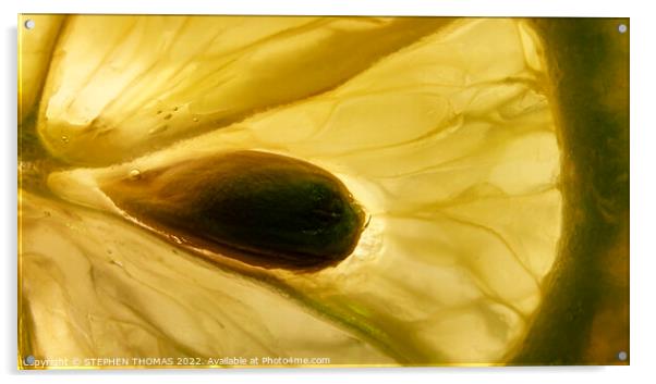 Lemon Seed Macro Acrylic by STEPHEN THOMAS
