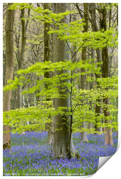 Bluebell s Print by Simon Johnson