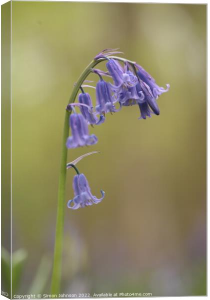 Bluebell  flower Canvas Print by Simon Johnson