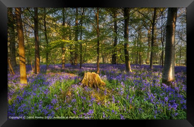 Sunrise in a Bluebell Wood Framed Print by David Powley