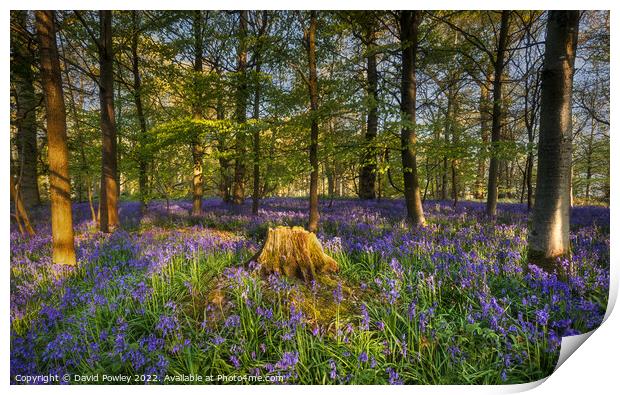 Sunrise in a Bluebell Wood Print by David Powley