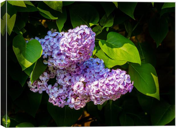 Lilac Blossom Canvas Print by Gerry Walden LRPS