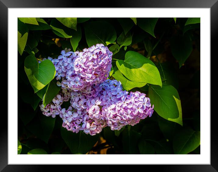 Lilac Blossom Framed Mounted Print by Gerry Walden LRPS