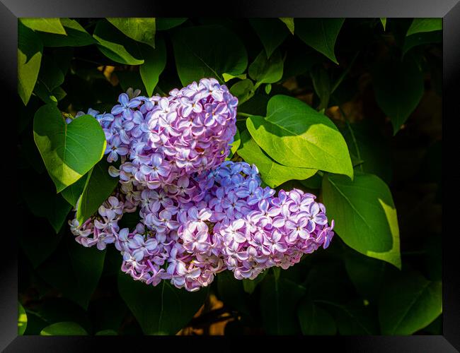 Lilac Blossom Framed Print by Gerry Walden LRPS