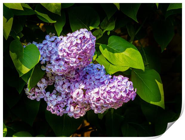 Lilac Blossom Print by Gerry Walden LRPS