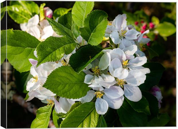 Apple Blossom Time Canvas Print by Gerry Walden LRPS