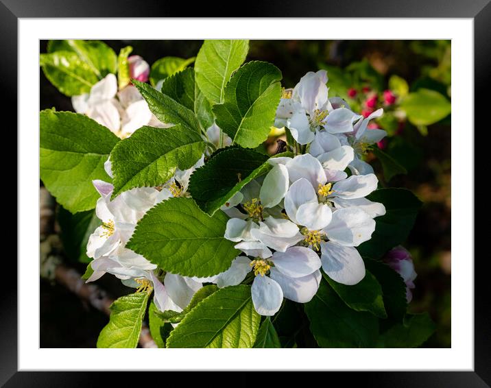 Apple Blossom Time Framed Mounted Print by Gerry Walden LRPS