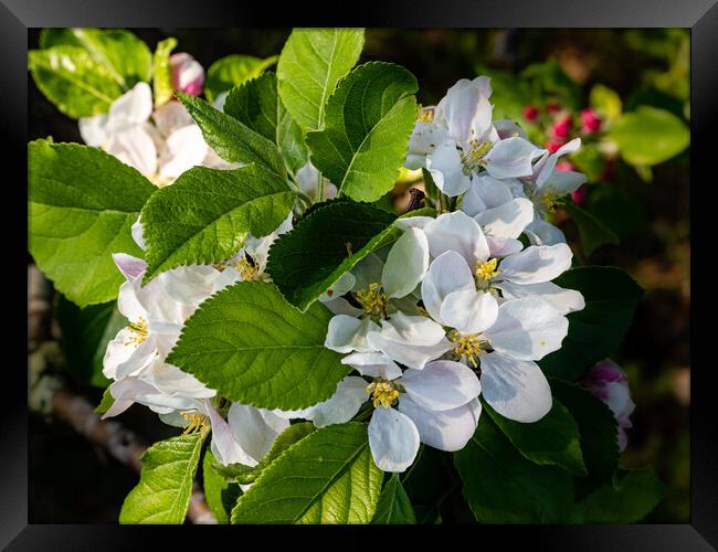 Apple Blossom Time Framed Print by Gerry Walden LRPS