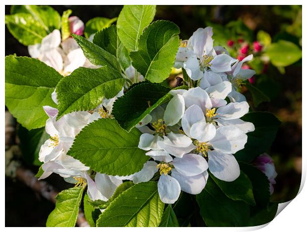 Apple Blossom Time Print by Gerry Walden LRPS
