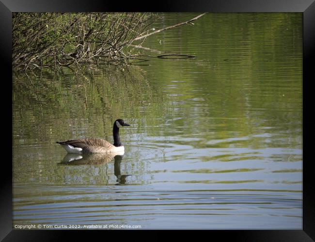 Canada Goose on Lake Framed Print by Tom Curtis