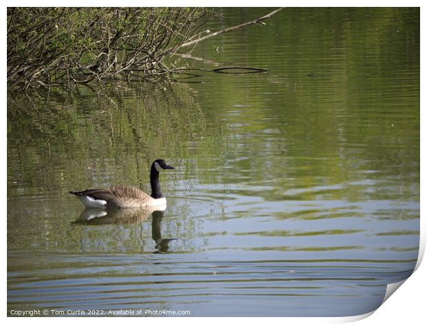 Canada Goose on Lake Print by Tom Curtis
