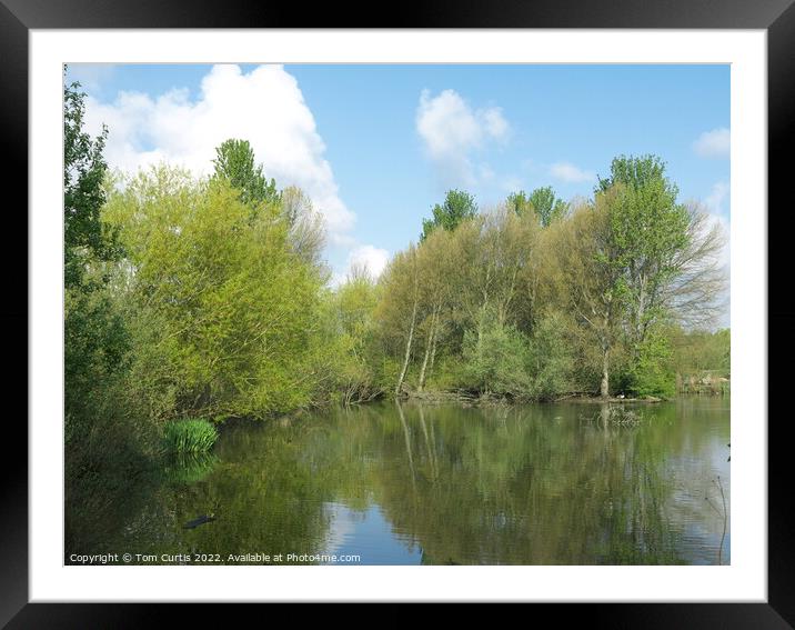 Lake with reflections of trees and sky Framed Mounted Print by Tom Curtis
