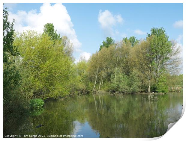 Lake with reflections of trees and sky Print by Tom Curtis