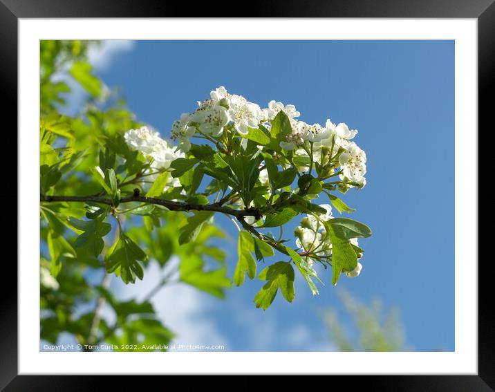 Hawthorn Blossom Framed Mounted Print by Tom Curtis
