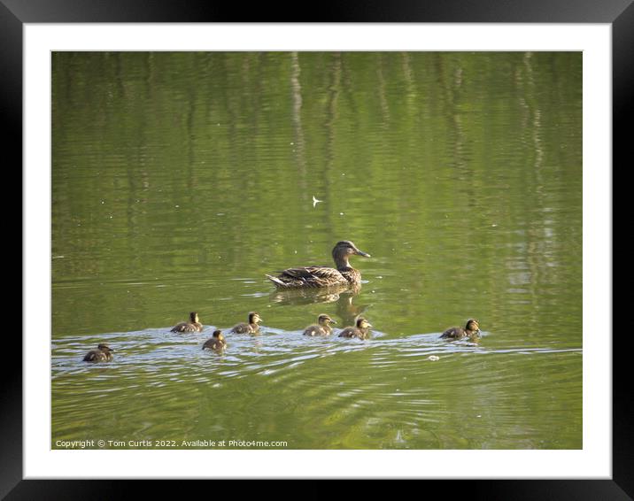 Mallard Duck and Chicks Framed Mounted Print by Tom Curtis