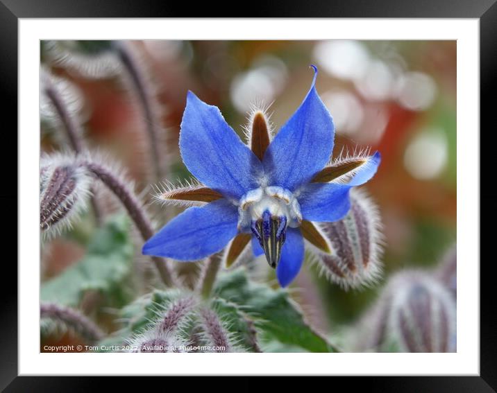 Borage flower closeup Framed Mounted Print by Tom Curtis