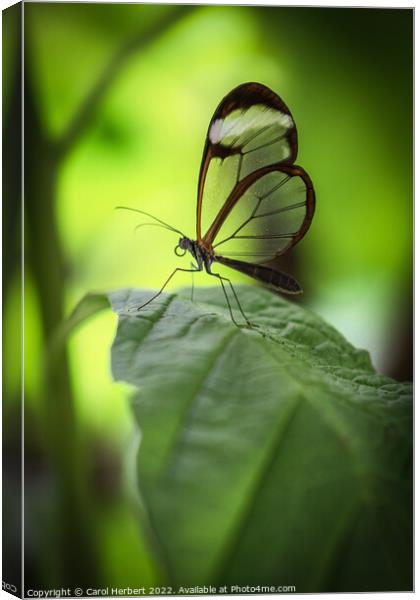 Glasswing Butterfly on a Leaf Canvas Print by Carol Herbert