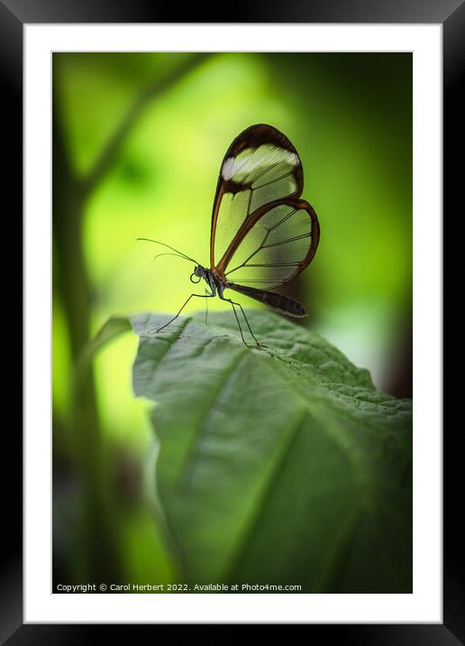 Glasswing Butterfly on a Leaf Framed Mounted Print by Carol Herbert
