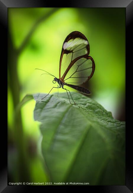 Glasswing Butterfly on a Leaf Framed Print by Carol Herbert