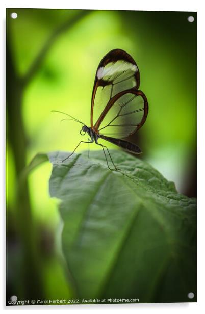 Glasswing Butterfly on a Leaf Acrylic by Carol Herbert