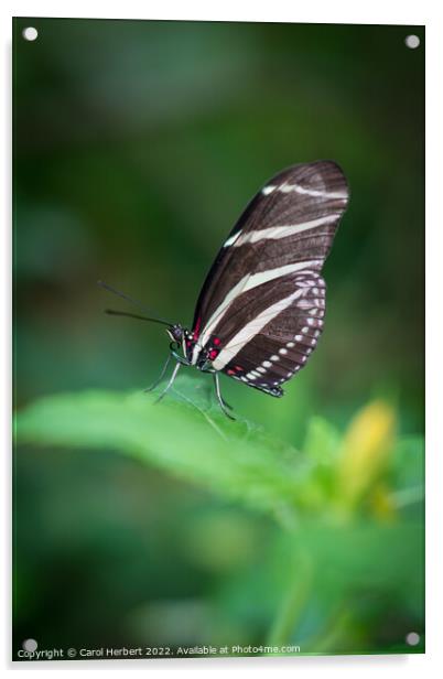 Zebra Longwing Butterfly Acrylic by Carol Herbert