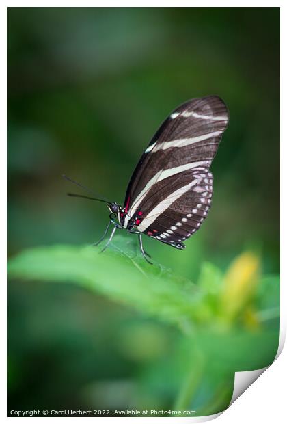 Zebra Longwing Butterfly Print by Carol Herbert