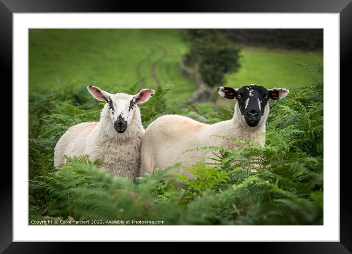 Two Beulah Speckle Face Sheep Framed Mounted Print by Carol Herbert