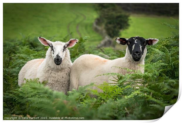Two Beulah Speckle Face Sheep Print by Carol Herbert