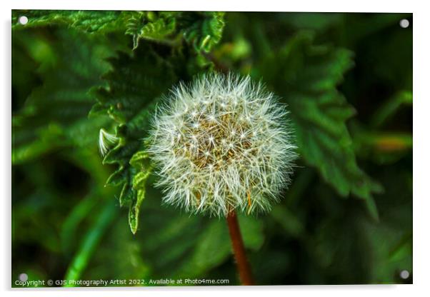 Seeded Dandelions Acrylic by GJS Photography Artist