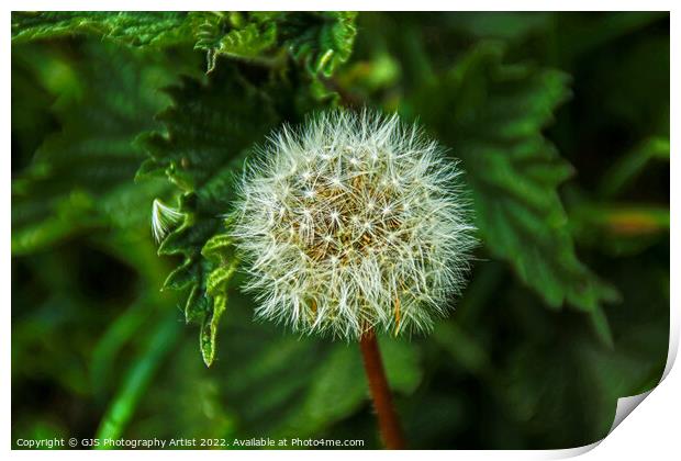 Seeded Dandelions Print by GJS Photography Artist