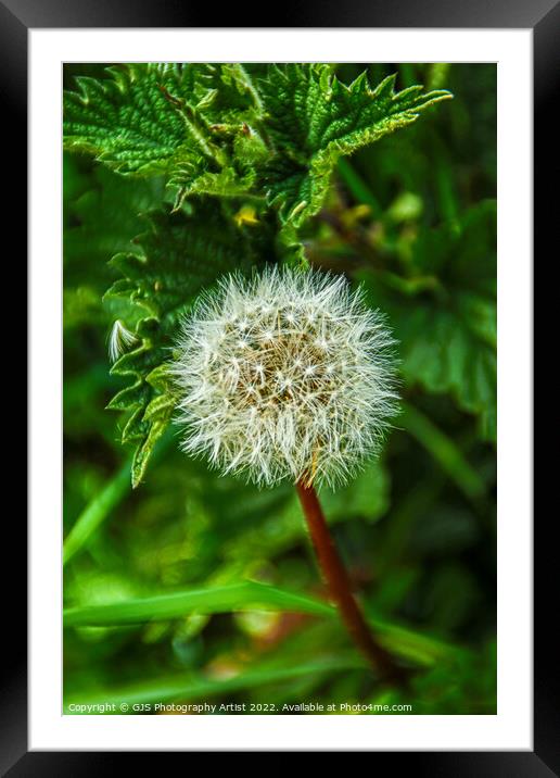 Can You Count Them Framed Mounted Print by GJS Photography Artist