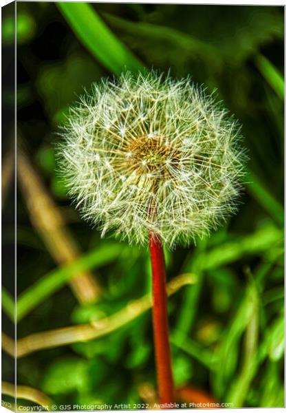 Seeded and Ready  Canvas Print by GJS Photography Artist