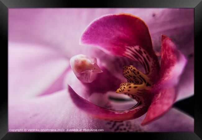 Plant flower. Flora macro petals Framed Print by Veronika Druzhnieva