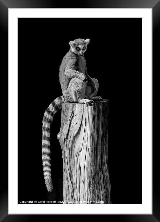 Lemur Sitting on a Tree Stump Framed Mounted Print by Carol Herbert