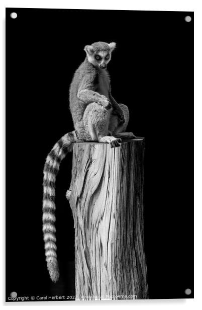 Lemur Sitting on a Tree Stump Acrylic by Carol Herbert