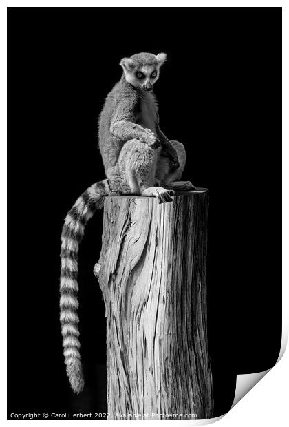 Lemur Sitting on a Tree Stump Print by Carol Herbert