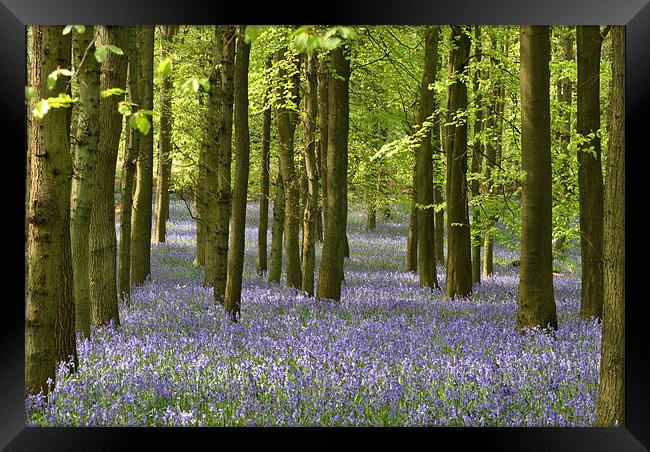 The Bluebell Wood Framed Print by graham young