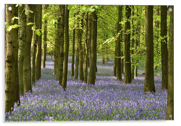 The Bluebell Wood Acrylic by graham young
