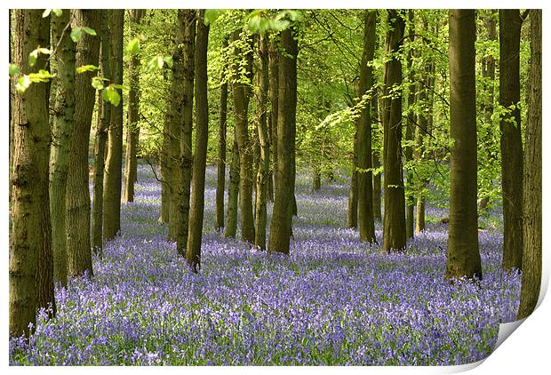 The Bluebell Wood Print by graham young