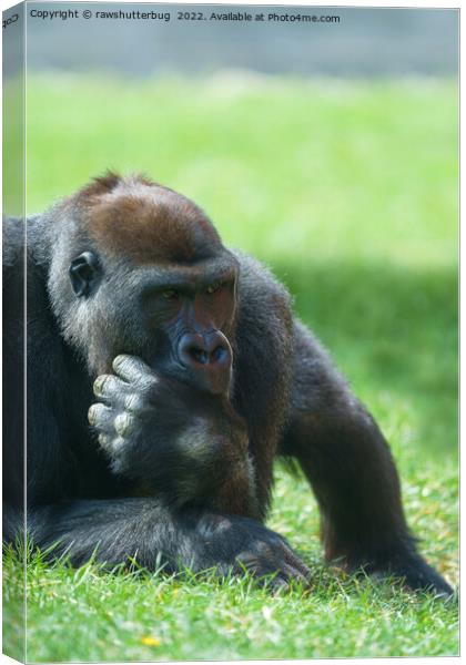 Thumb Sucking Gorilla Canvas Print by rawshutterbug 