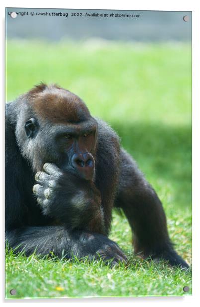 Thumb Sucking Gorilla Acrylic by rawshutterbug 