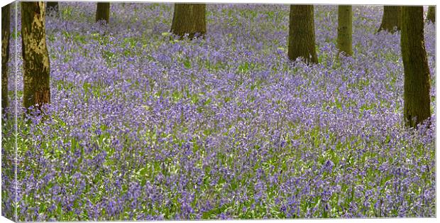 Dockey Wood Bluebells Canvas Print by graham young