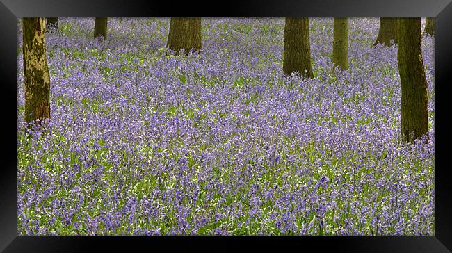Dockey Wood Bluebells Framed Print by graham young